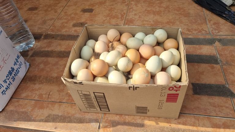 주말농장 계란 12마리가 15일동안 알. 수거