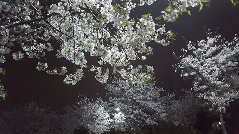 벗꽃 감상하세요.